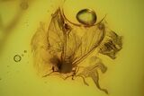 Fossil Aphid (Aphidoidea) And Mite (Arachnida) In Baltic Amber #109379-1